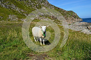 Grazing sheep and blue ocean in summer