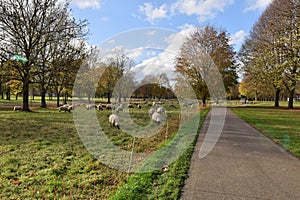 Grazing sheep in a city park in Maastricht