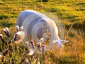 Grazing Sheep @ Crookham, Northumberland, England