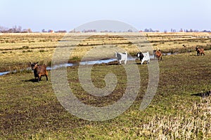 Grazing sheep in the Dutch plains