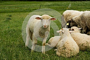 Grazing sheep in farm