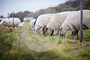 Grazing sheep on a field, behind enclosure