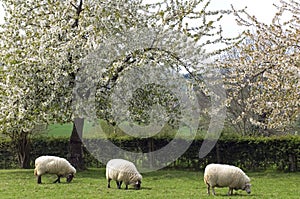 Grazing sheep in fruityard in full blossom