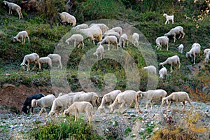 Grazing sheep and goat in valleys of Pre-Himalayas