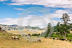 Grazing sheep and goats on grassland landscape