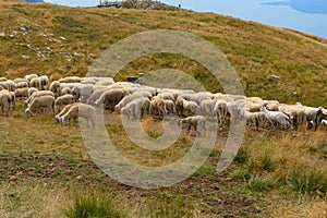 Grazing sheep and goats on a mountain top