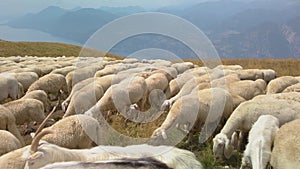 Grazing sheep and goats on a mountain top close up