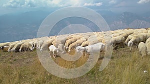 Grazing sheep and goats on a mountain top Monte Baldo Italy