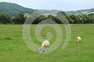 Grazing sheep in the grassland in Wales.