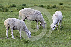 Grazing sheep