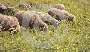 Grazing sheep