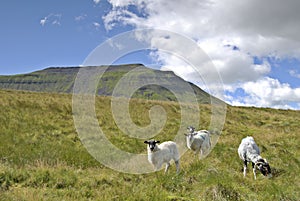 Grazing sheep on Ingleborough