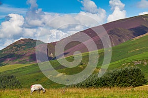 Grazing sheep in Latrigg overlooking Keswick and Derwent Water,