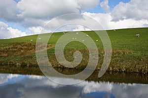 Grazing Sheep by the Leeds Liverpool Canal, East Marton, Craven District, North Yorkshire, England UK