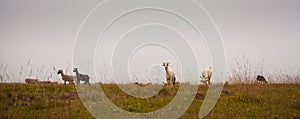 Grazing sheep low clouds mountain plateau