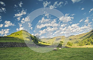 Grazing Sheep on Mountain Green Pasture