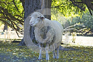 The grazing sheep. Neuquen province, Argentina