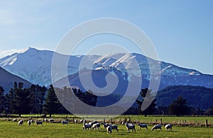 Grazing sheep in New Zealand