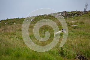 Grazing Sheep in Northern Ireland