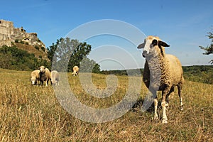 Grazing sheep, one in front of the others, watching