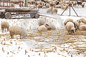 Grazing sheep Ovis aries eating in the winter day