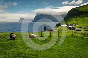 Grazing sheep at the pasture near village Trollanes, Kalsoy island, Kunoy and Vidoy islands in the background, Faroe Islands