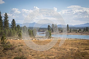 Grazing Sheep on Prosser Reservoir