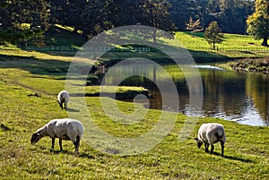 Grazing sheep by a river