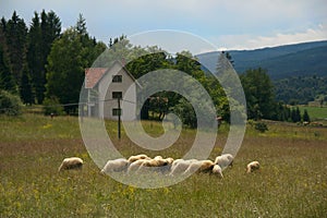 Grazing sheep, Rudno Village, Serbia