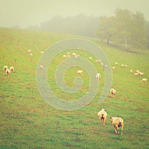 Grazing Sheep