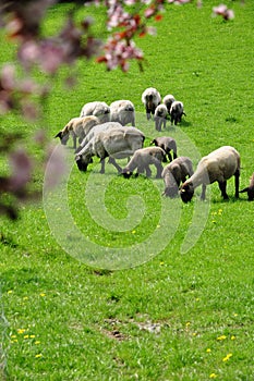 Grazing sheep spring