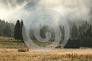 Grazing sheep in the valley on a misty morning