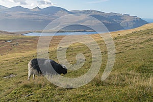 Grazing sheep and view to Lake EiÃÂ°i on Eysturoy, Faroe Islands, Denmark photo