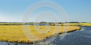 Grazing sheep between water in The Netherlands
