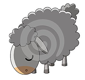 Grazing sheep on white background