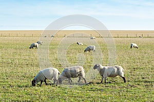 Grazing sheeps eating on the grassland 1