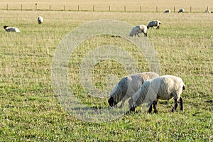 Grazing sheeps eating on the grassland 2