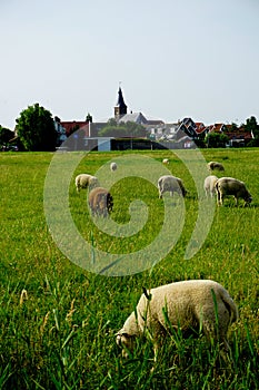 Grazing sheeps on the farm in Marken, Netherlands