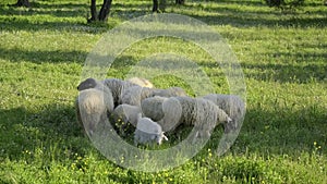 Grazing sheeps and goats in the meadow and spring season