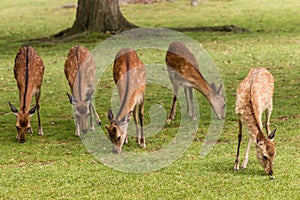 Grazing sika deer hinds