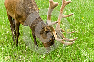 Grazing Spring Bull Elk