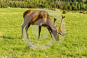 Grazing Spring Bull Elk