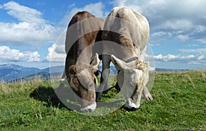 Grazing on Top of the World