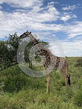Grazing on trees Serengeti Giraffe, Tanzania, AFrica