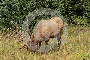 Grazing wapiti bull at the edge of the forest