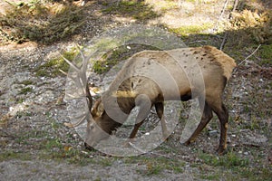 Grazing wapiti on a fall day at dusk