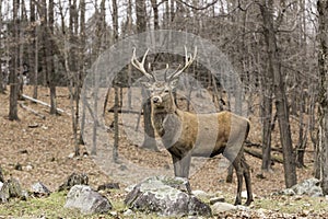 A grazing wapiti in a forest