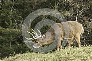 A grazing wapiti in a forest