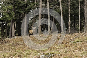 A grazing wapiti in a forest