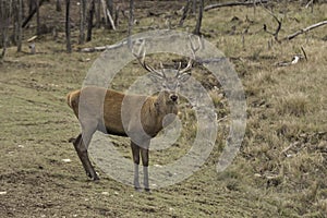 A grazing wapiti in a forest